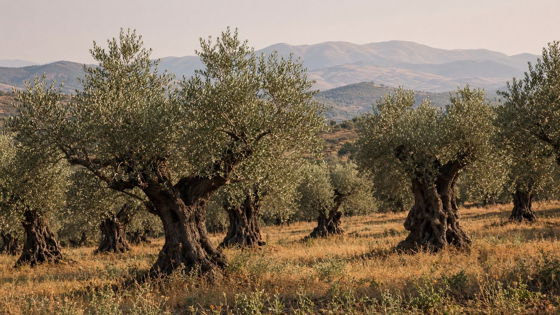 Ancient olive trees on a hillside in Molise, late in the day
